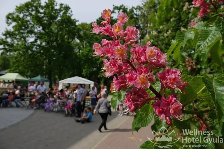 Vadgesztenyevirág egy gyulai rendezvény forgatagában
