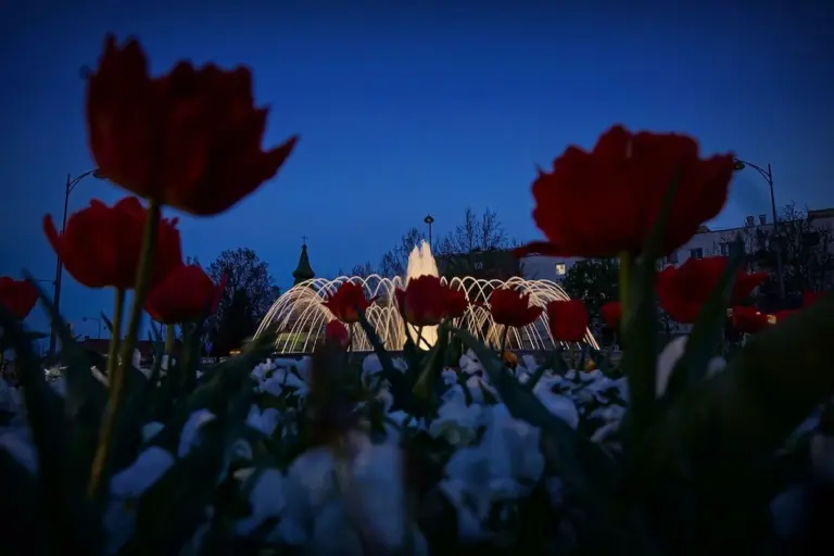 Tulipánok a szökőkút előtt tavaszi estén
