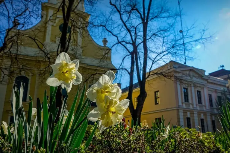 Nárciszok a gyulai templom előtt tavasszal