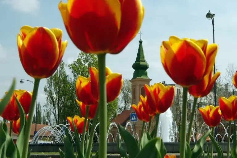 Tulipánok a gyulai templomtorony előtt