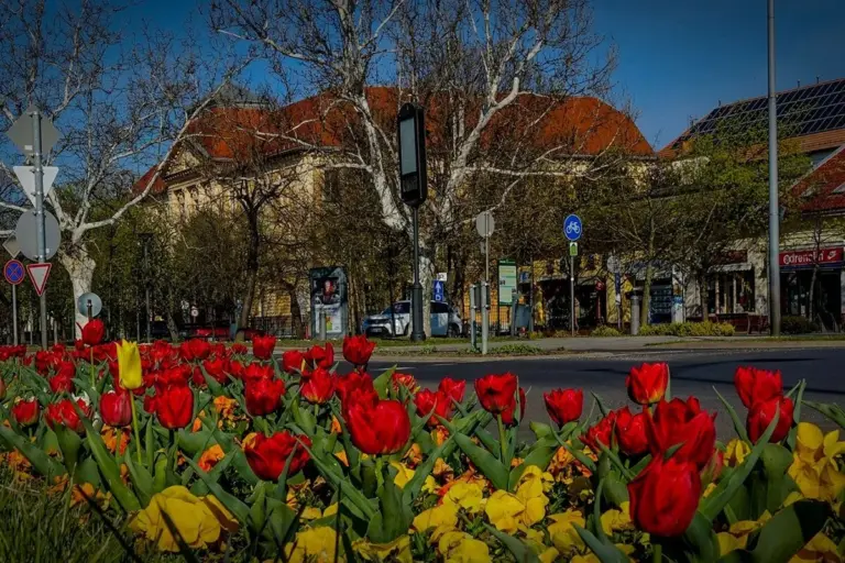 Tulipánok a gyulai belváros virágágyásában