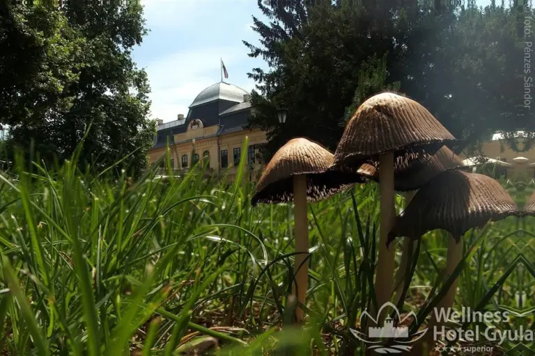 Gombák a kastélypark füvében